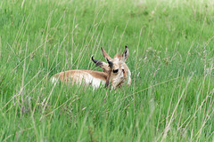 The other side 2/2 pronghorn