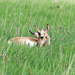 The other side 2/2 pronghorn