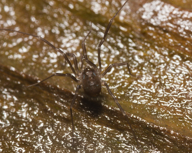 IMG 7377 Harvestman-2