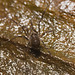 IMG 7377 Harvestman-2