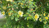 Rosa hugonis