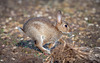 Run Rabbit Run