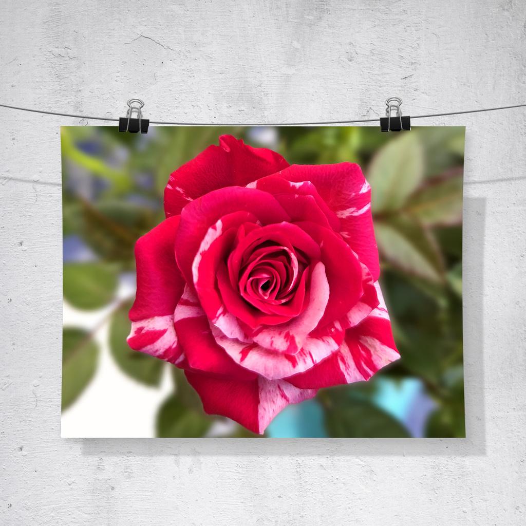 Malerrose