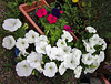 The hardy petunias seem to be white