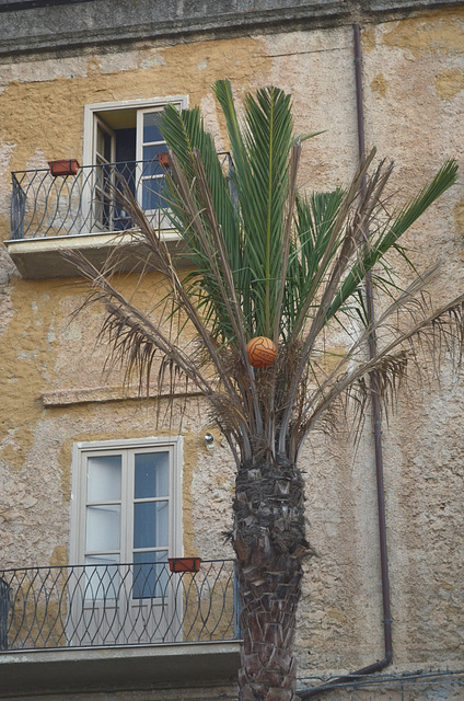 Cefalu, Volleyball on a Palm Tree