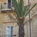 Cefalu, Volleyball on a Palm Tree