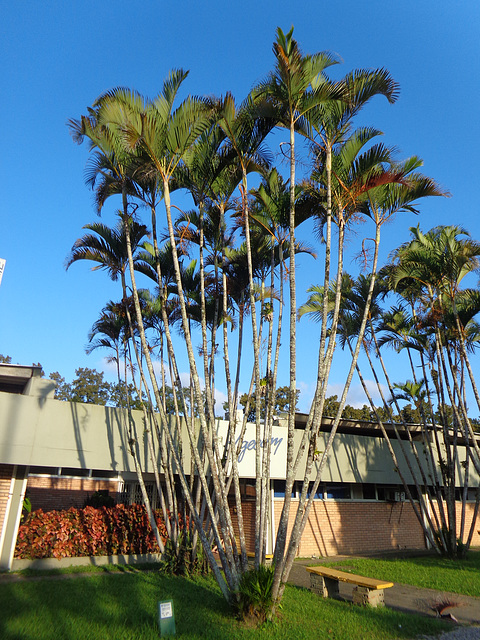 DSC06596 - Areca-bambu Dypsis lutescens, Arecaceae