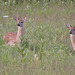 White-tailed Deer