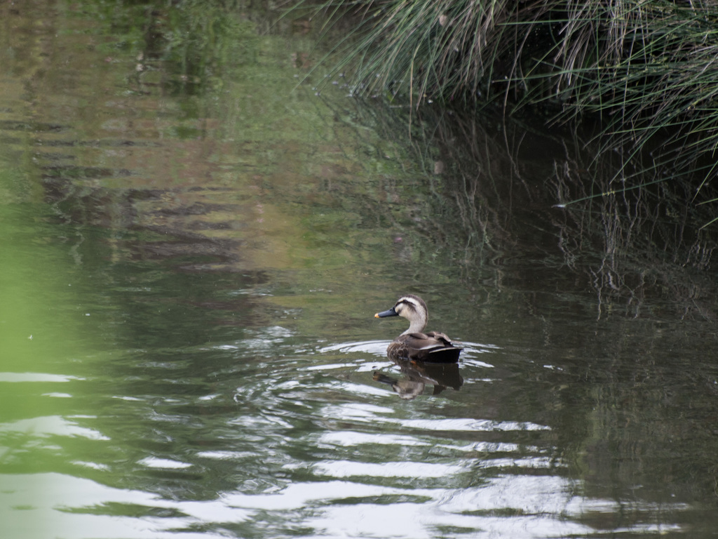 Duck in a channel