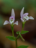 Triphora trianthophorus (Three-birds orchid)