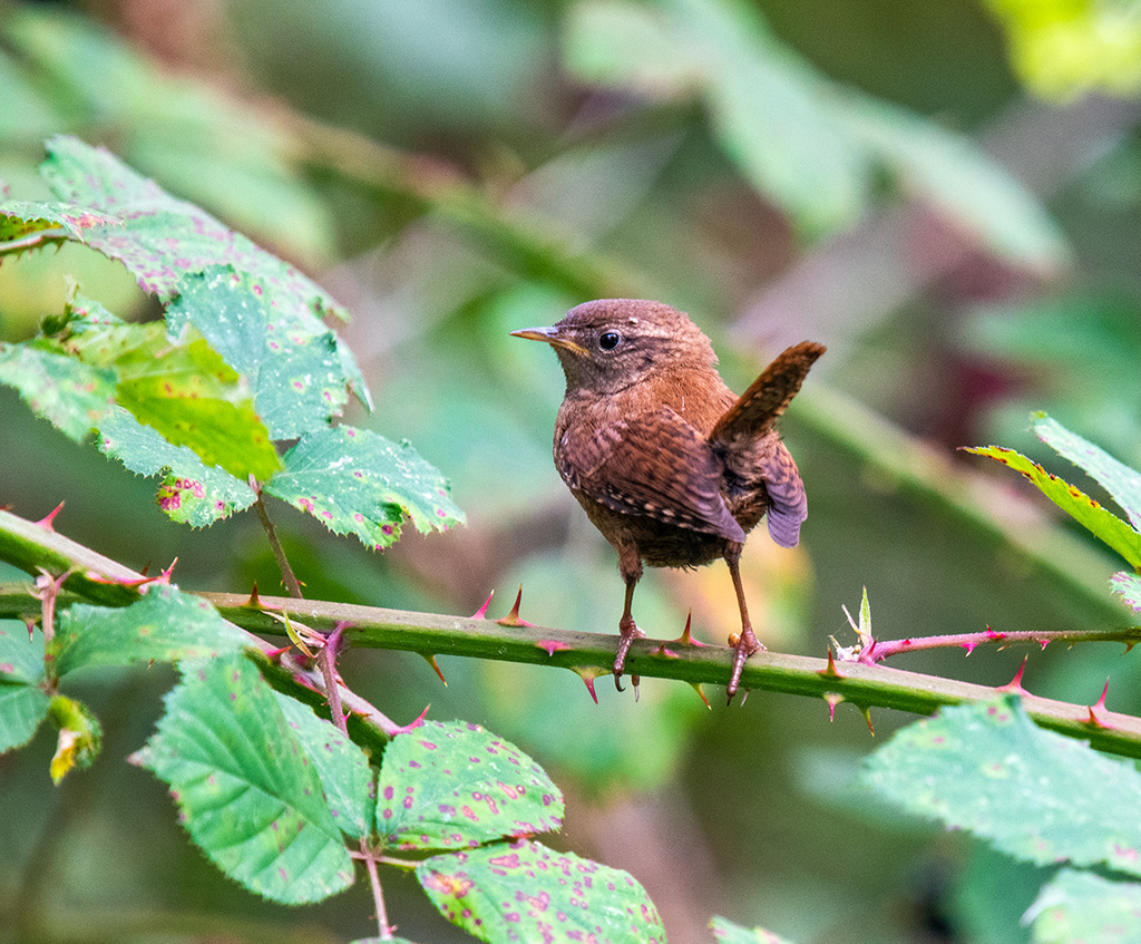 Wren