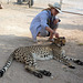 Namibia, You Can Stroke a Cheetah in the Otjitotongwe Guest Farm