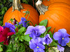 Pansies & Pumpkins