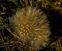 Dandelion