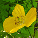 20200609 8217CPw [D~LIP] Mohn, Bad Salzuflen