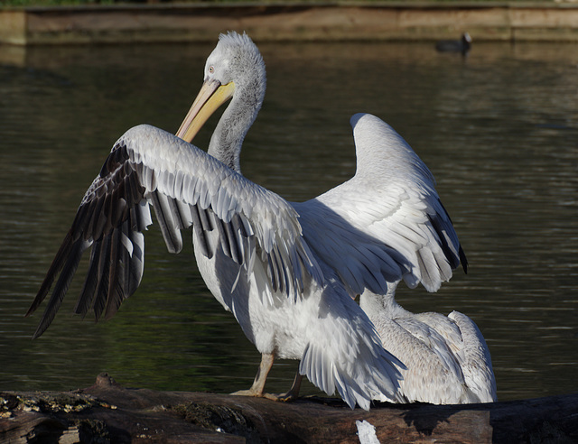 Dalmatian pelicans