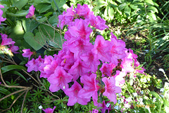 le jardin de mon épouse le jardin de mon épouse