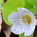 Sauerklee (Oxalis)