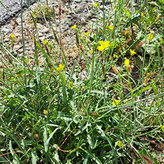 Schmalblättriger Doppelsame / Wilde Rauke (Diplotaxis tenuifolia)