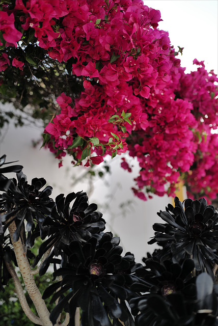 Buganviliea and Aeonium in contrast, Penedos