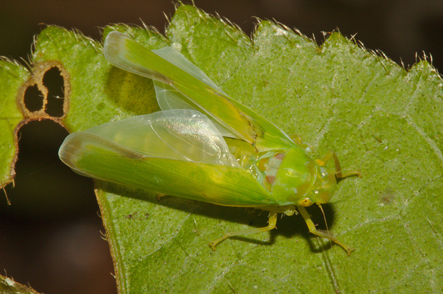 IMG 7716froghopper