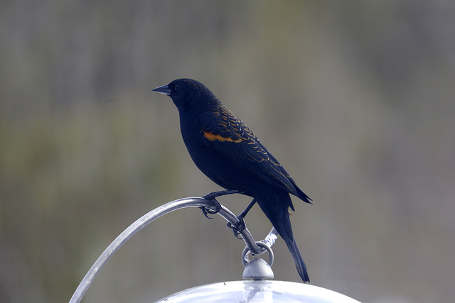 Red-winged Blackbird