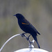 Red-winged Blackbird