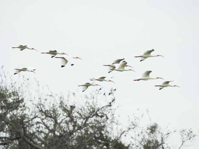 Day 2, White Ibis in flight / Eudocimus albus