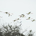 Day 2, White Ibis in flight / Eudocimus albus