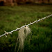 Wool on a barbed wire fence.