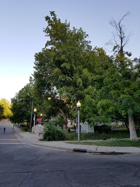 Trees that were yarn-bombed, Memory Grove