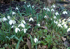 Schneeglöckchen