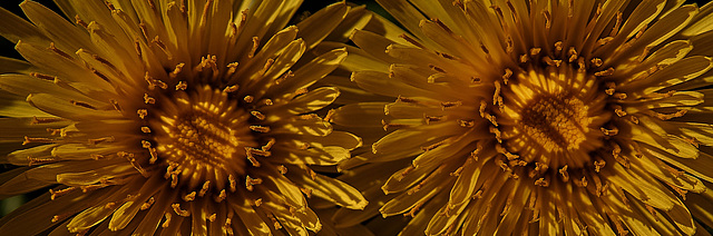 Dandelion