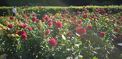 Dahliengarten im Altonaer Volkspark