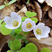 Sauerklee (Oxalis)