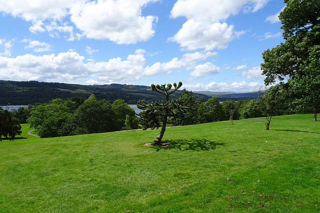 Young Monkeypuzzle Tree In Balloch Park