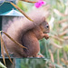 Lunch among the Sweet Peas - Red Squirrel