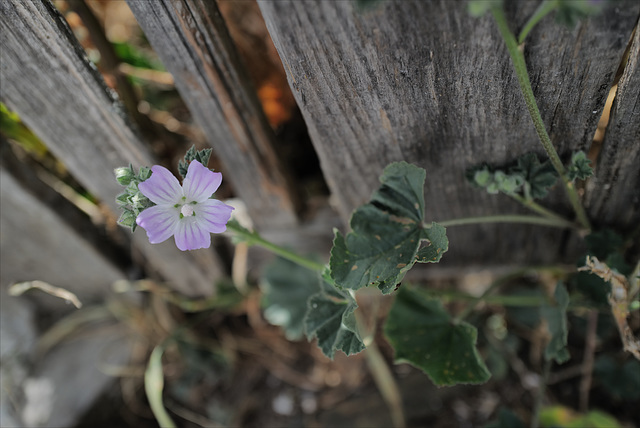 Malva neglecta, blurred for poetry...