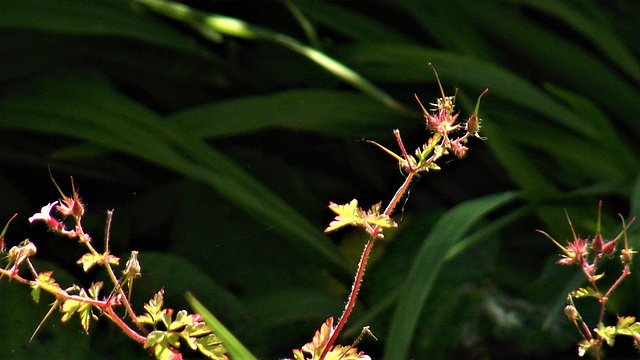 The remains of a wild flower