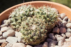 Giant Flowered Pincushion (Mammillaria rubrograndis)