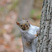 Gray Squirrel