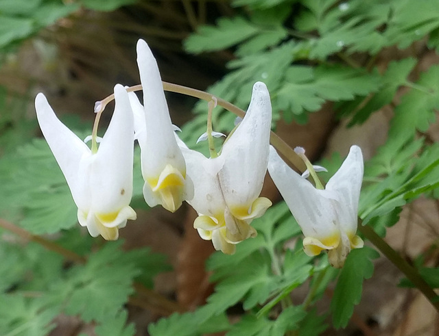 dutch mans breeches Dicentra cucullaria V3   20170507 160432