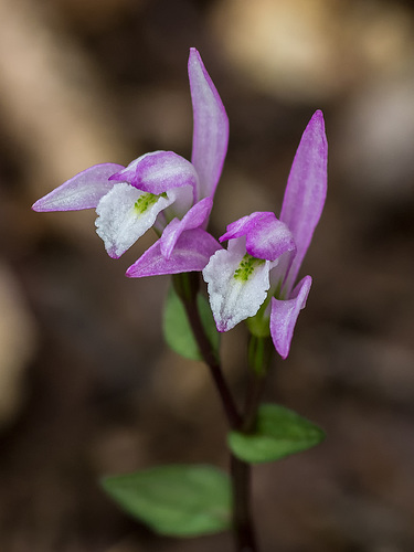 Triphora trianthophorus (Three-birds orchid)