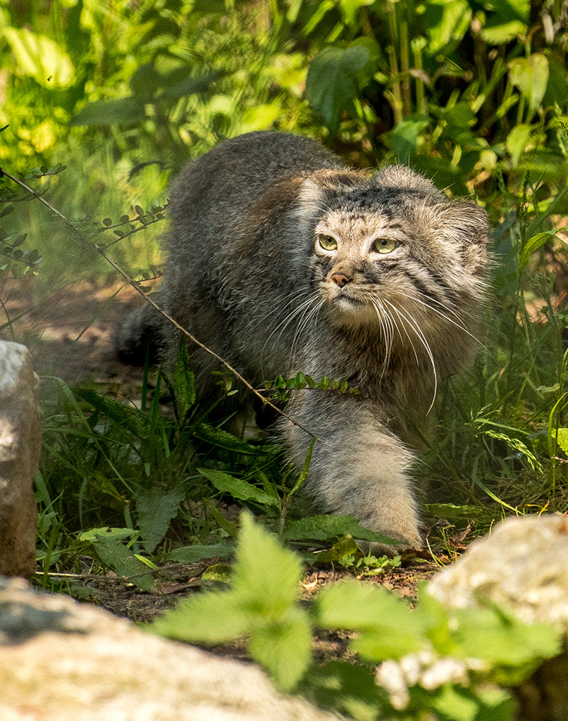 Pallas ' cat3