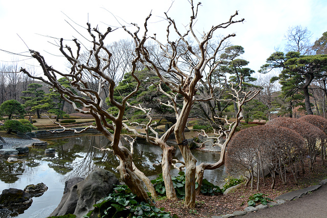 Tokyo,  In the Garden of the Imperial Palace, Without Leaves in Winter