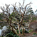 Tokyo,  In the Garden of the Imperial Palace, Without Leaves in Winter