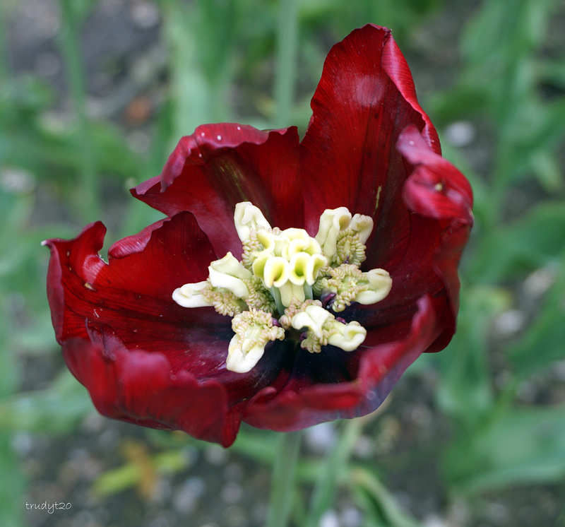 tulp