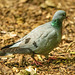 Stock dove