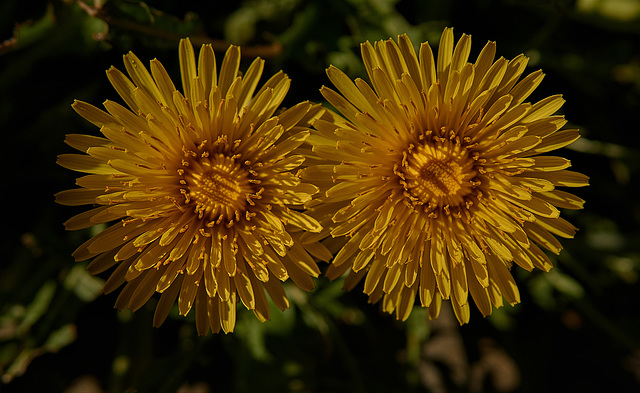 Dandelion