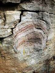 Stromatolith - Bakterien"riff",  single stromatolithe
